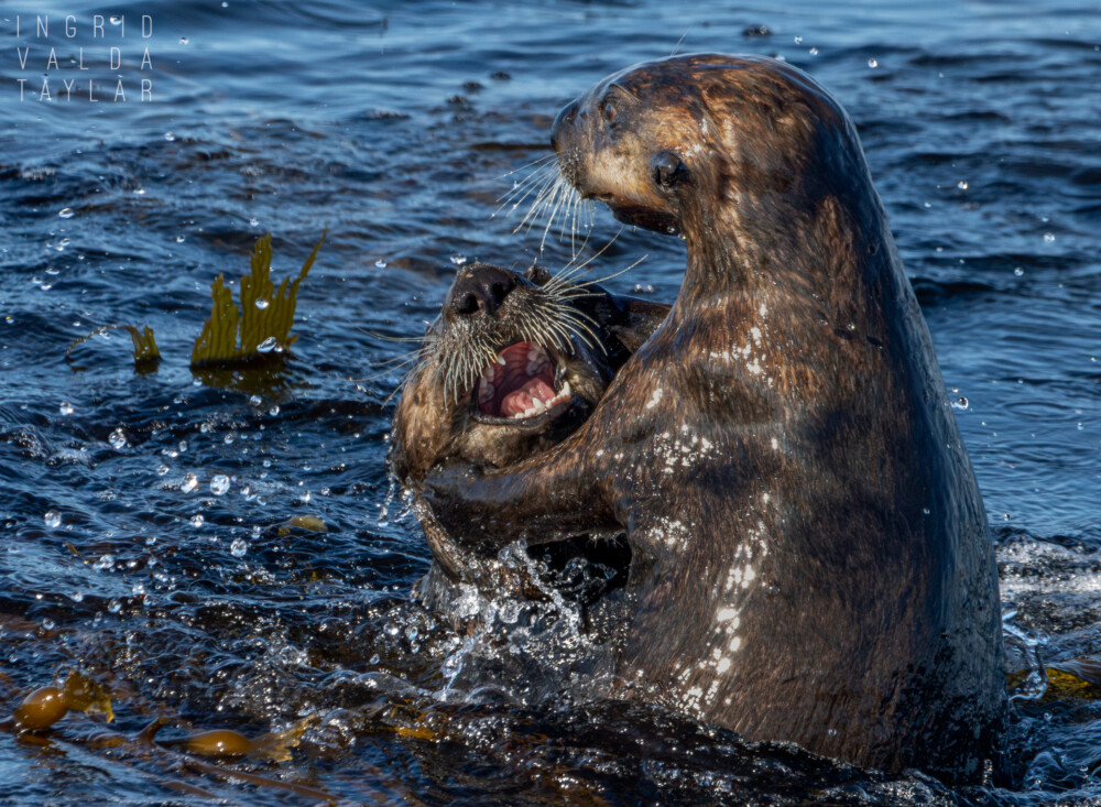 Sea Otters Playing on Monterey Bay