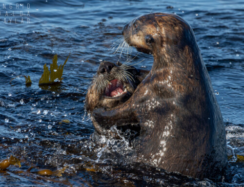 Sea Otters at Play in Monterey Bay
