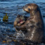 Sea Otters Playing on Monterey Bay