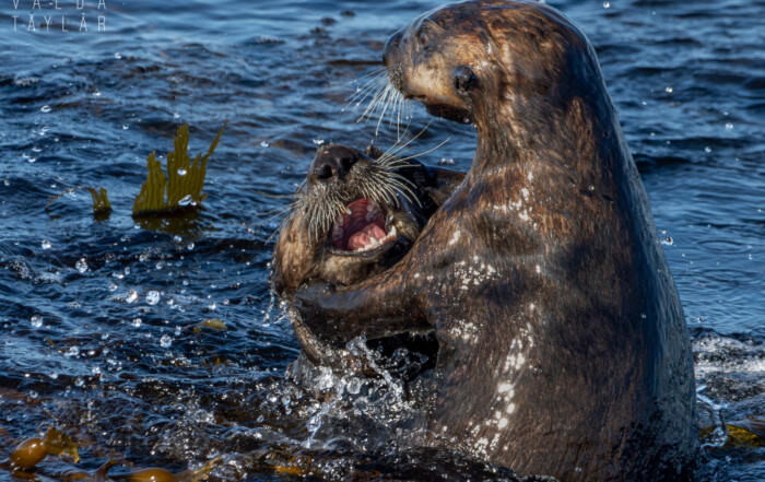 Sea Otters Playing on Monterey Bay