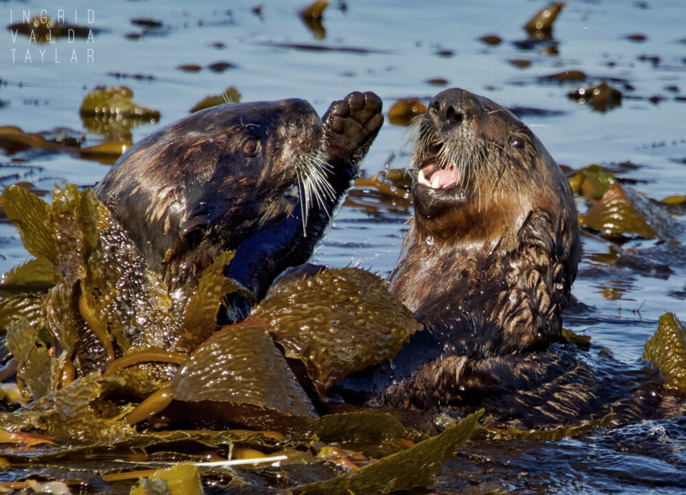 Southern Sea Otters at Play in Monterey Bay Southern Sea Otters at Play in Monterey Bay