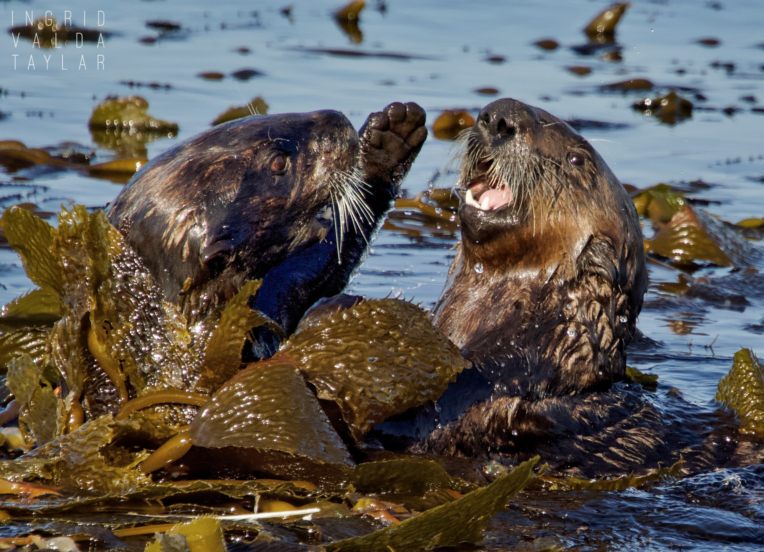 Southern Sea Otters at Play in Monterey Bay