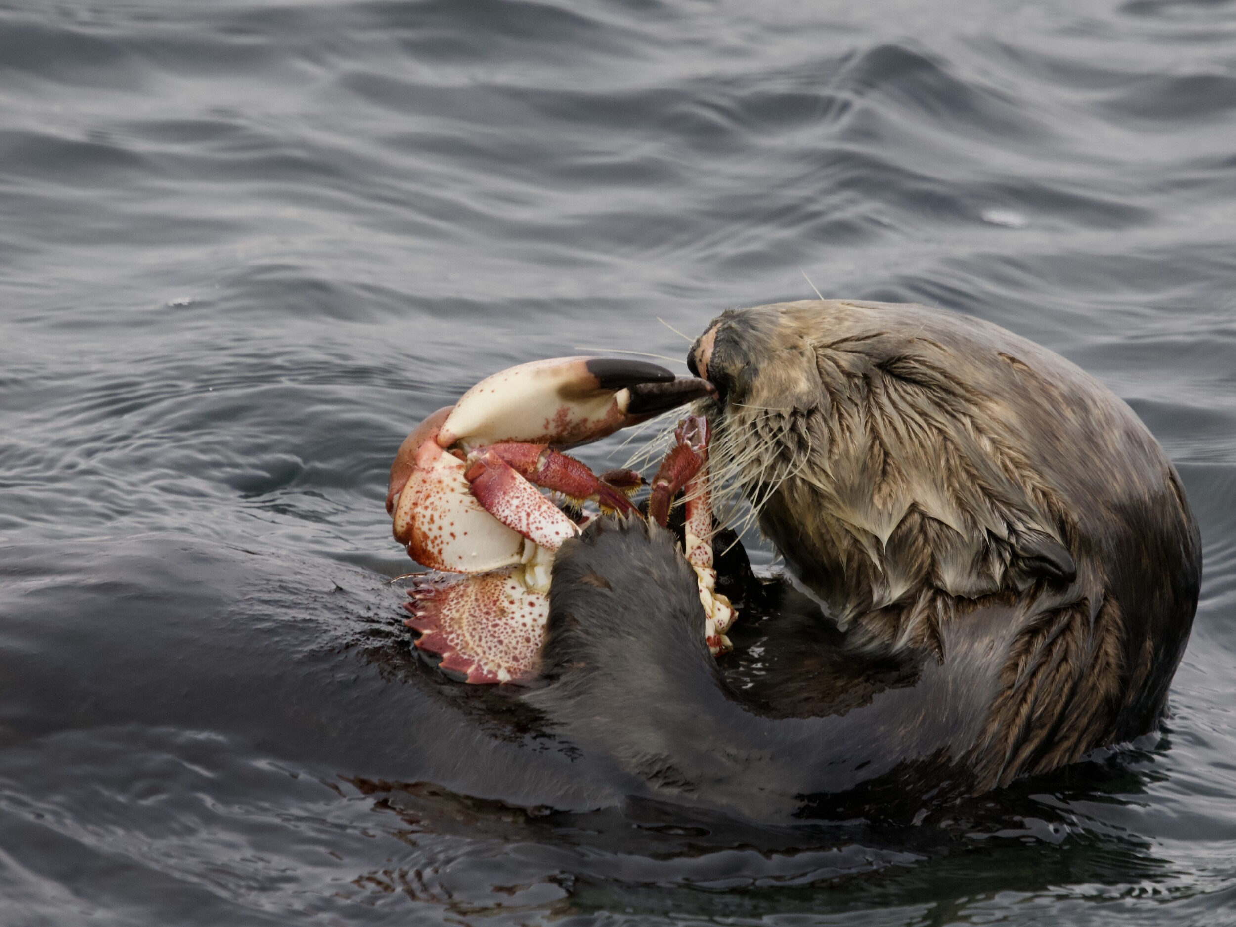 Southern Sea Otter Eating Pacific Rock Crab in Monterey Southern sea otter with large Pacific rock crab