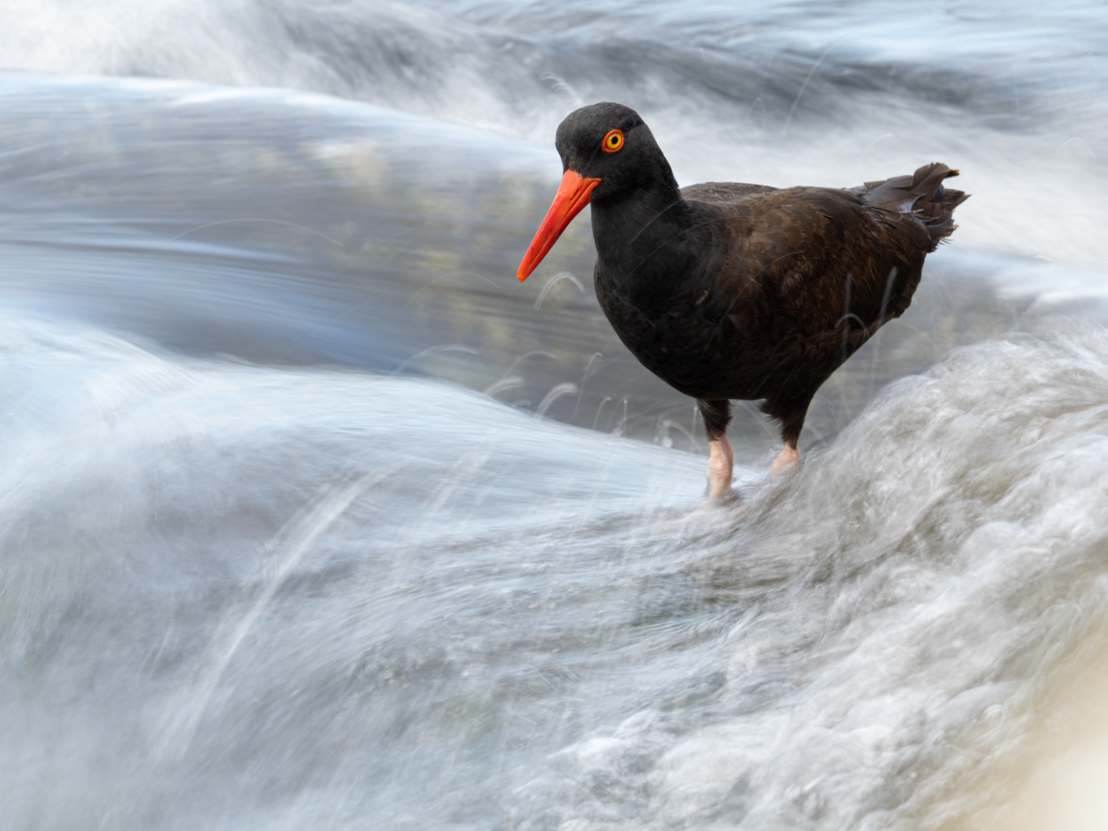 Black Oystercatcher in Water Blur