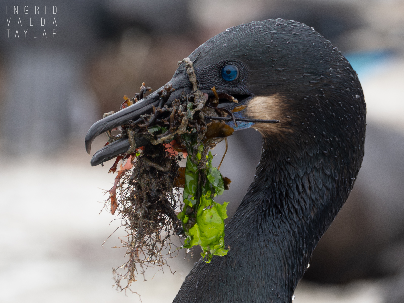Brandt's Cormorant with Nesting Material