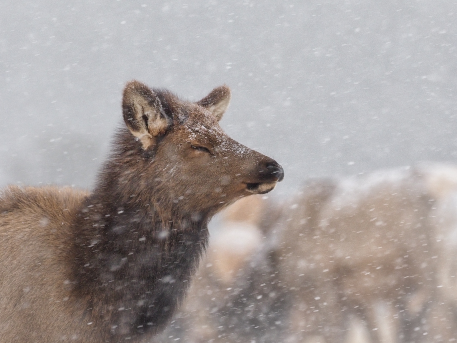 Elk Cow in Snow Storm