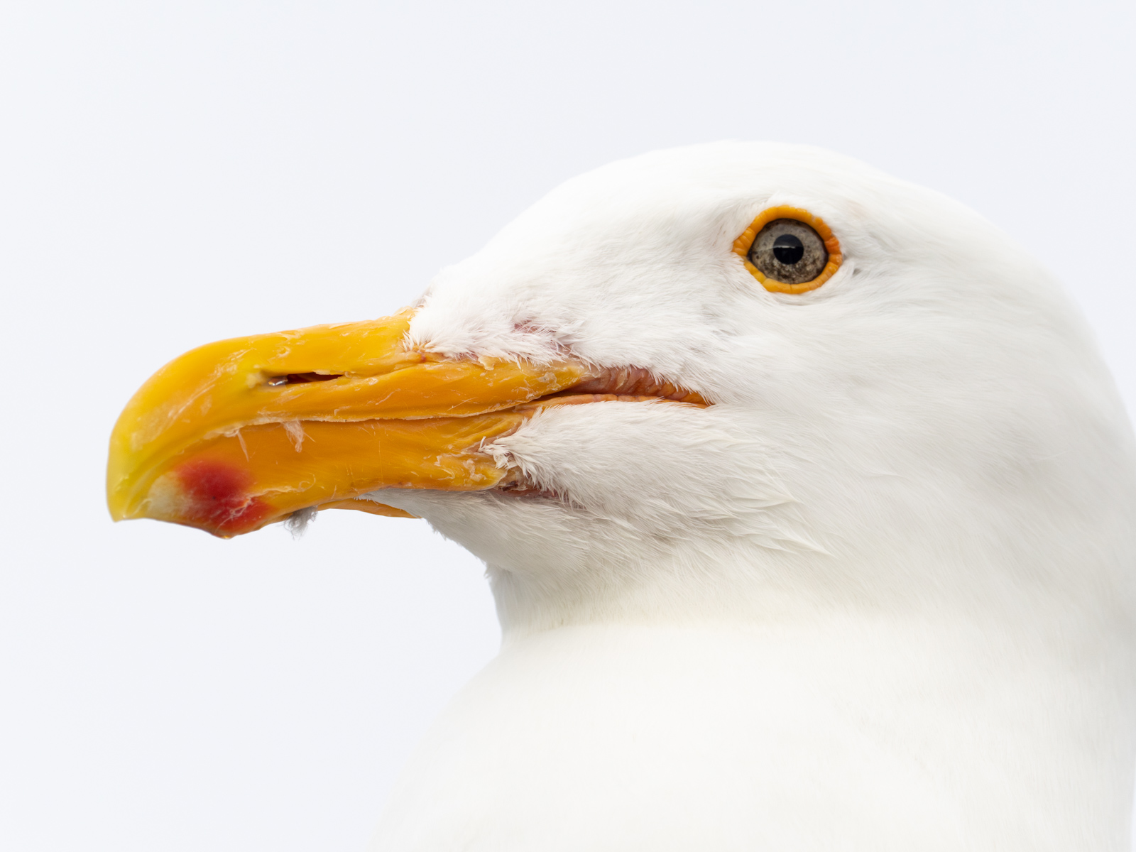 High Key Western Gull Portrait