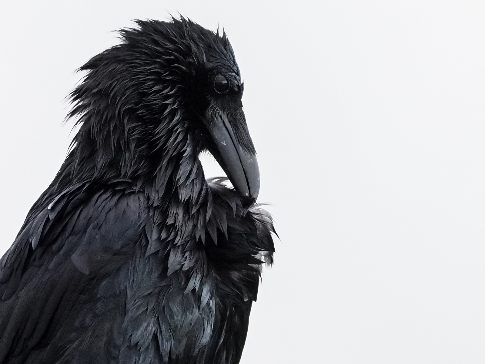 Raven Preening Closeup