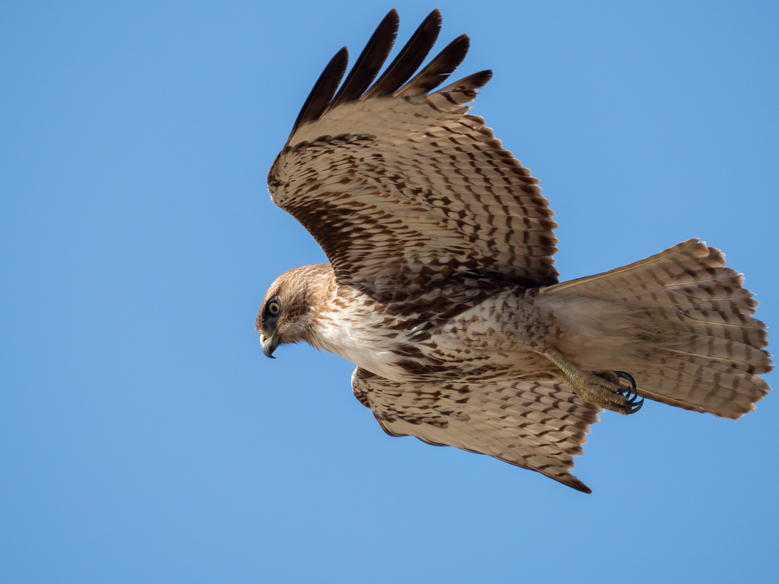 Red-Tailed Hawk Hovering in Redondo Beach