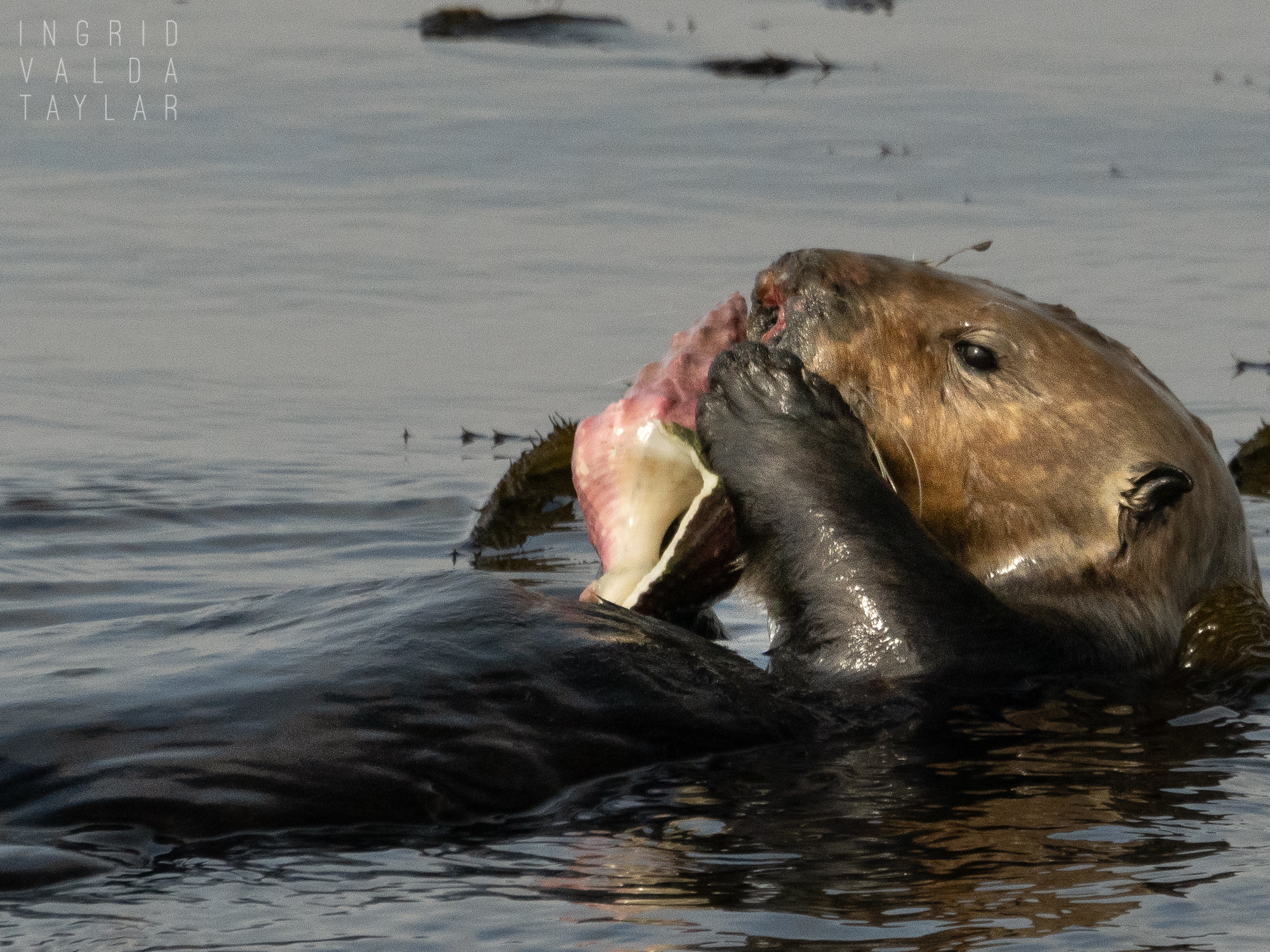 Southern sea otter with Kellet's Whelk Kelletia