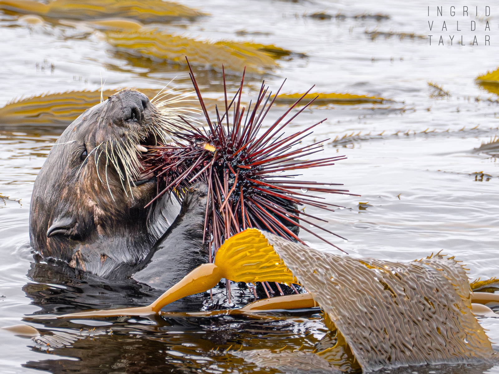 Sea Otter Eating Large Red Urchin Southern sea otter with large cluster of mussels on Monterey Bay