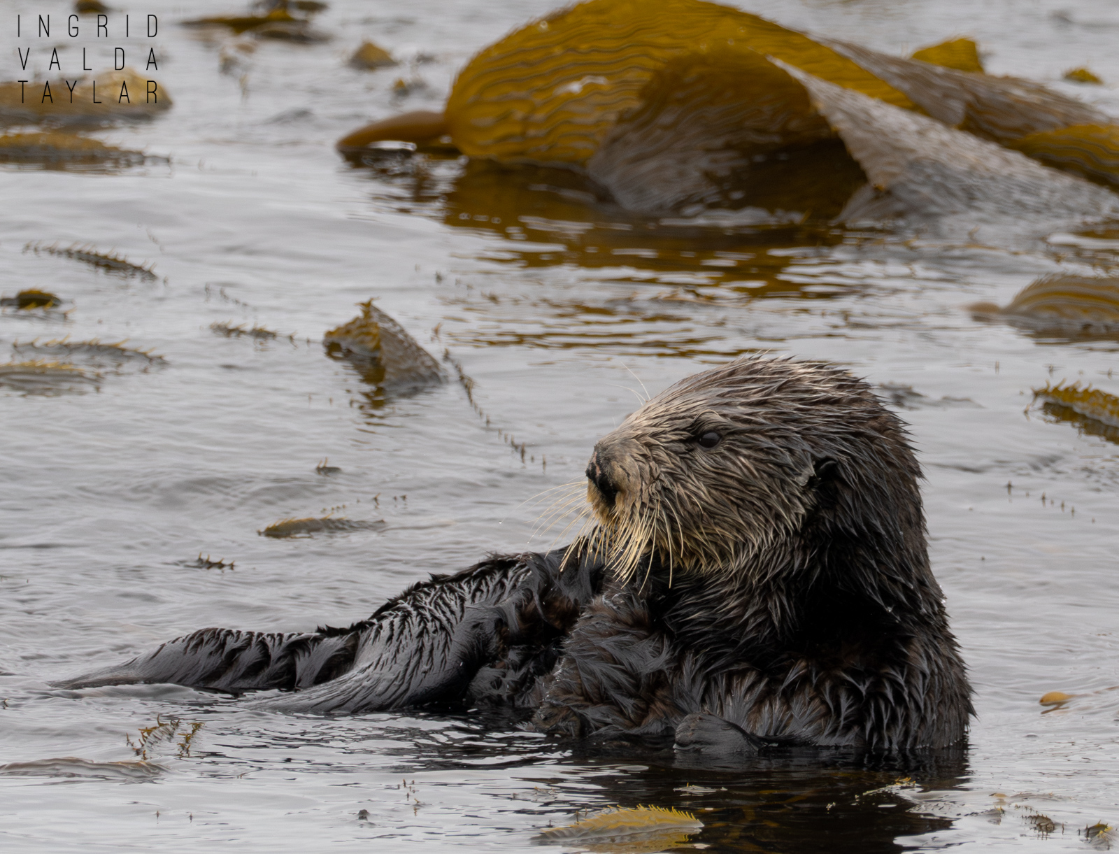 Sea Otter In Kelp Bed