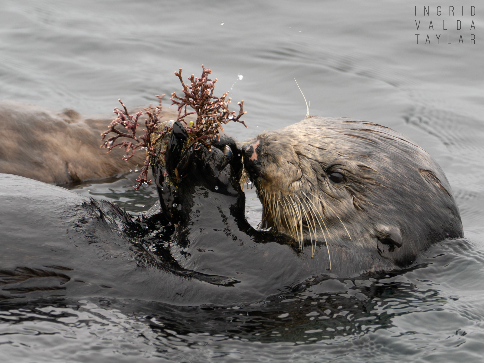 Sea Otter Mother with Mussels