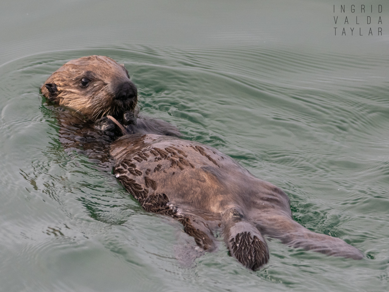 Southern sea otter with large cluster of mussels on Monterey Bay