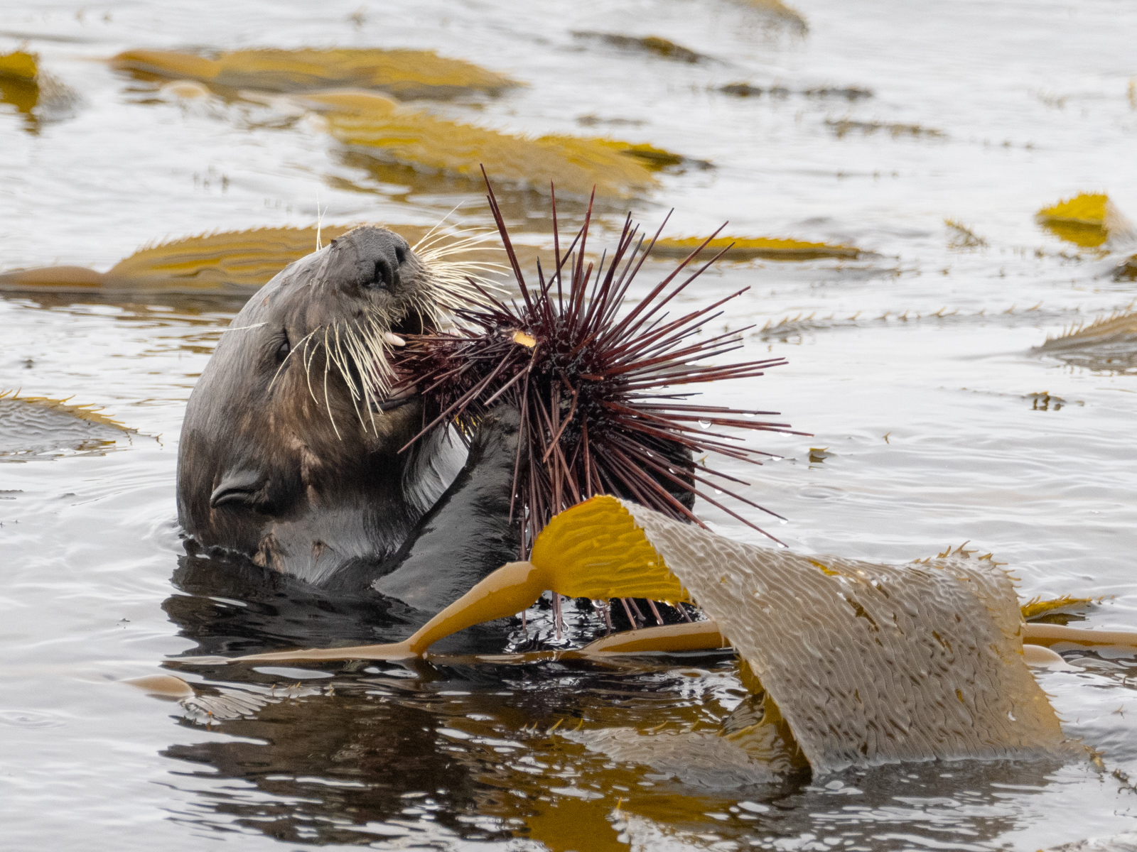 Sea Otter Eating Large Urchin