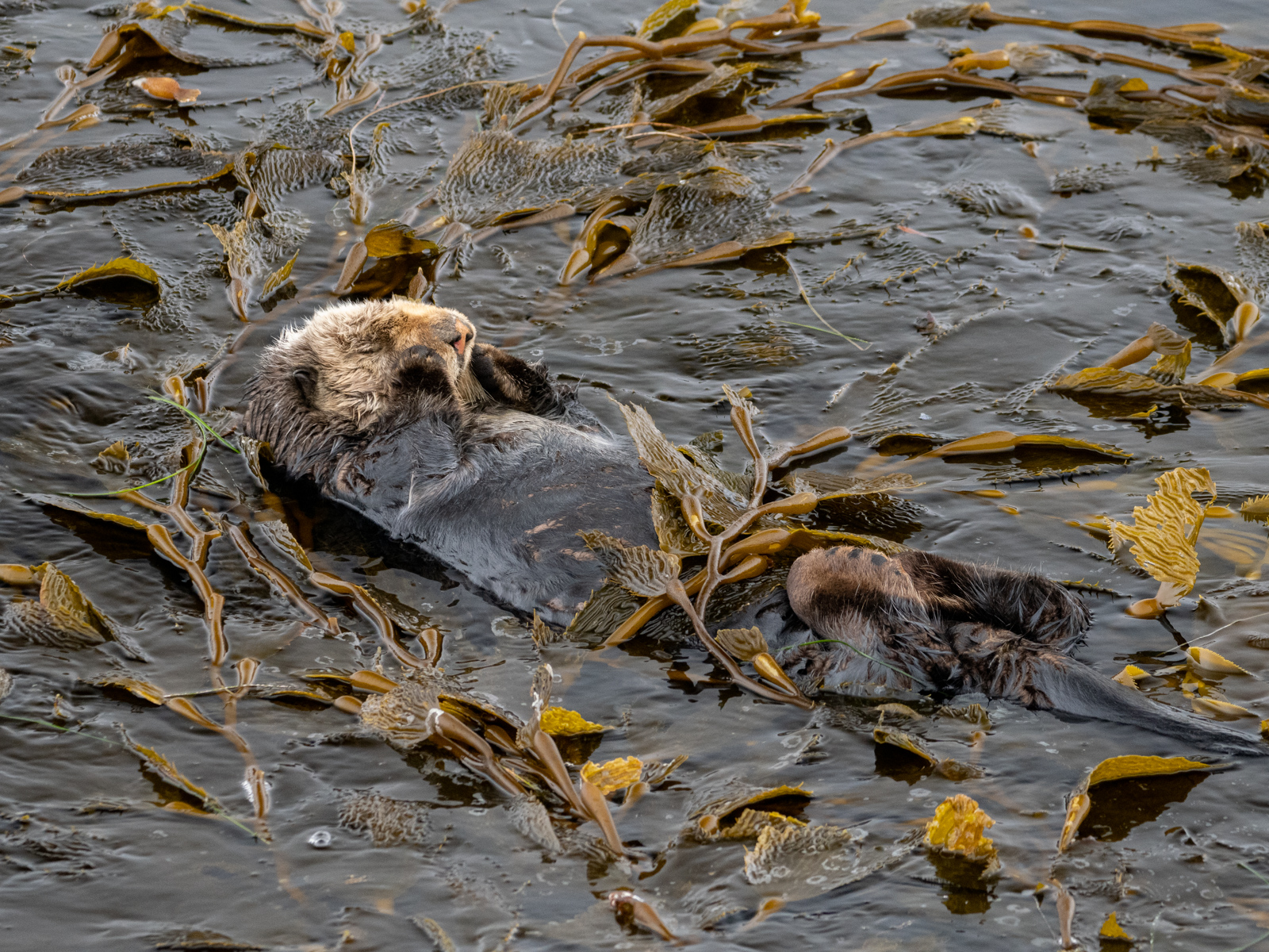 Sea Otter in Kelp Bed NW