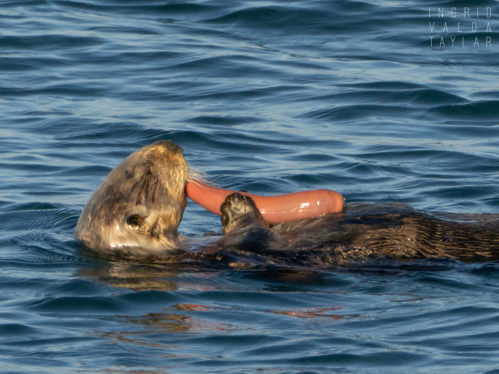 Southern sea otter with large cluster of mussels on Monterey Bay