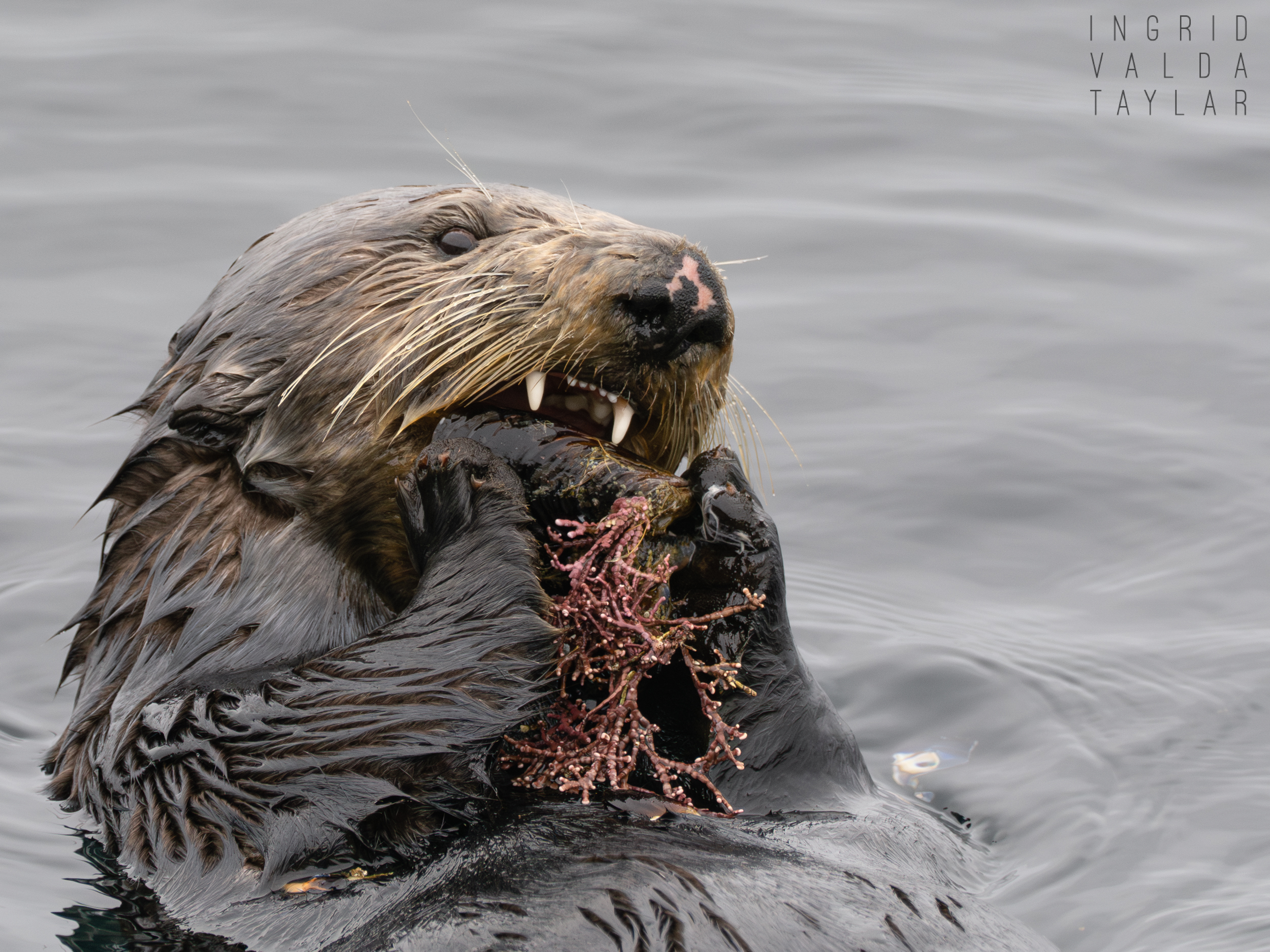 Southern sea otter with large cluster of mussels on Monterey Bay