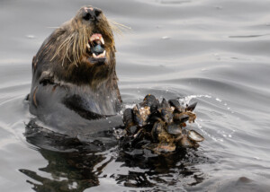 Southern Sea Otter with Large Cluster of Mussels on Monterey Bay