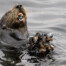 Southern Sea Otter with Large Cluster of Mussels on Monterey Bay