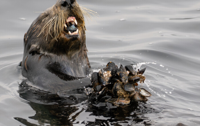 Southern Sea Otter with Large Cluster of Mussels on Monterey Bay