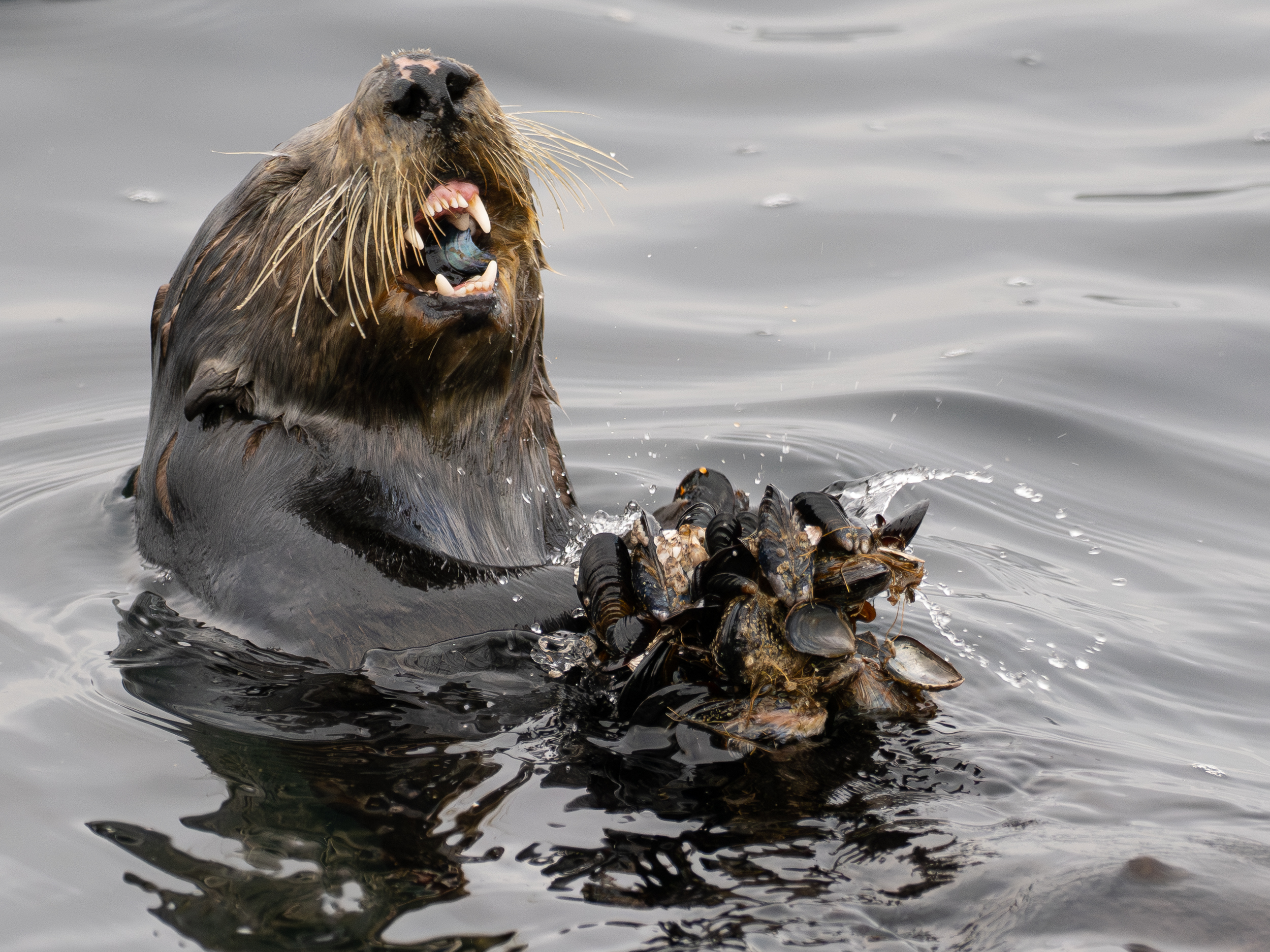Southern Sea Otter with Large Cluster of Mussels on Monterey Bay Southern sea otter with large cluster of mussels on Monterey Bay