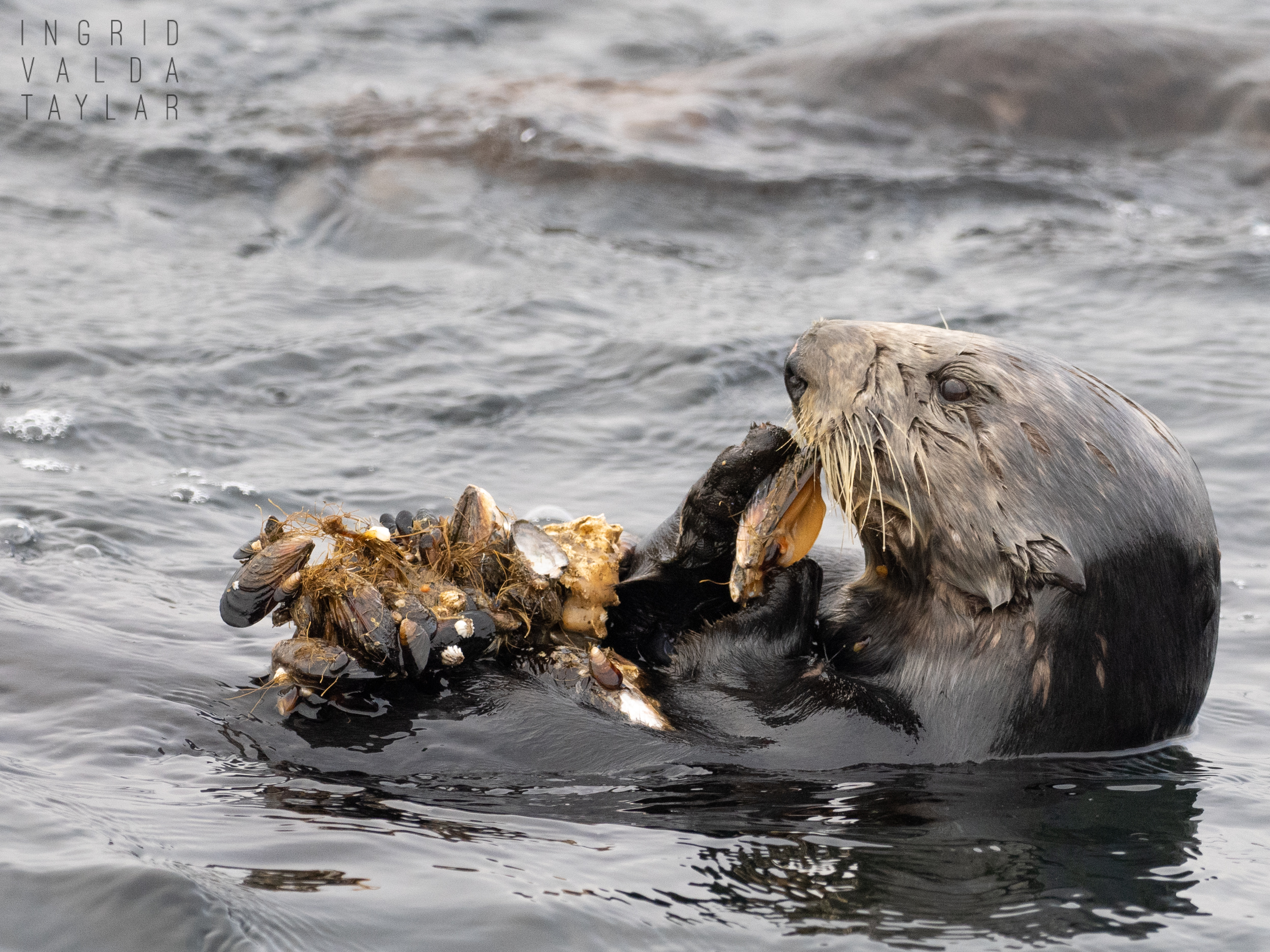 Southern sea otter with large cluster of mussels on Monterey Bay