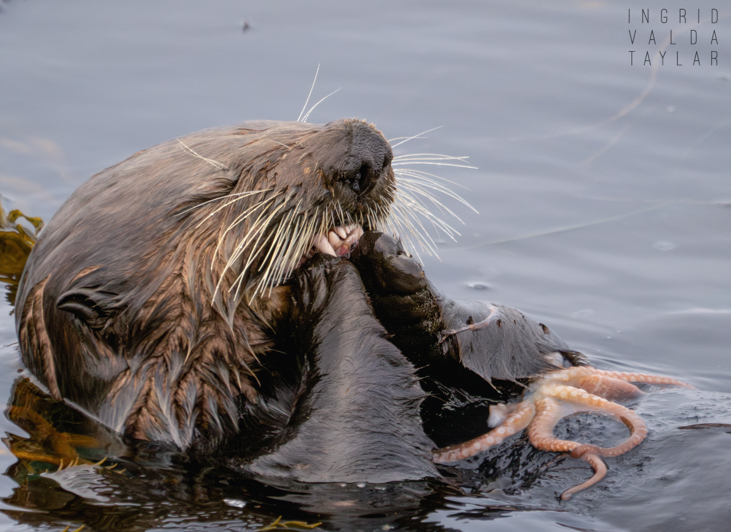 Southern sea otter with large cluster of mussels on Monterey Bay