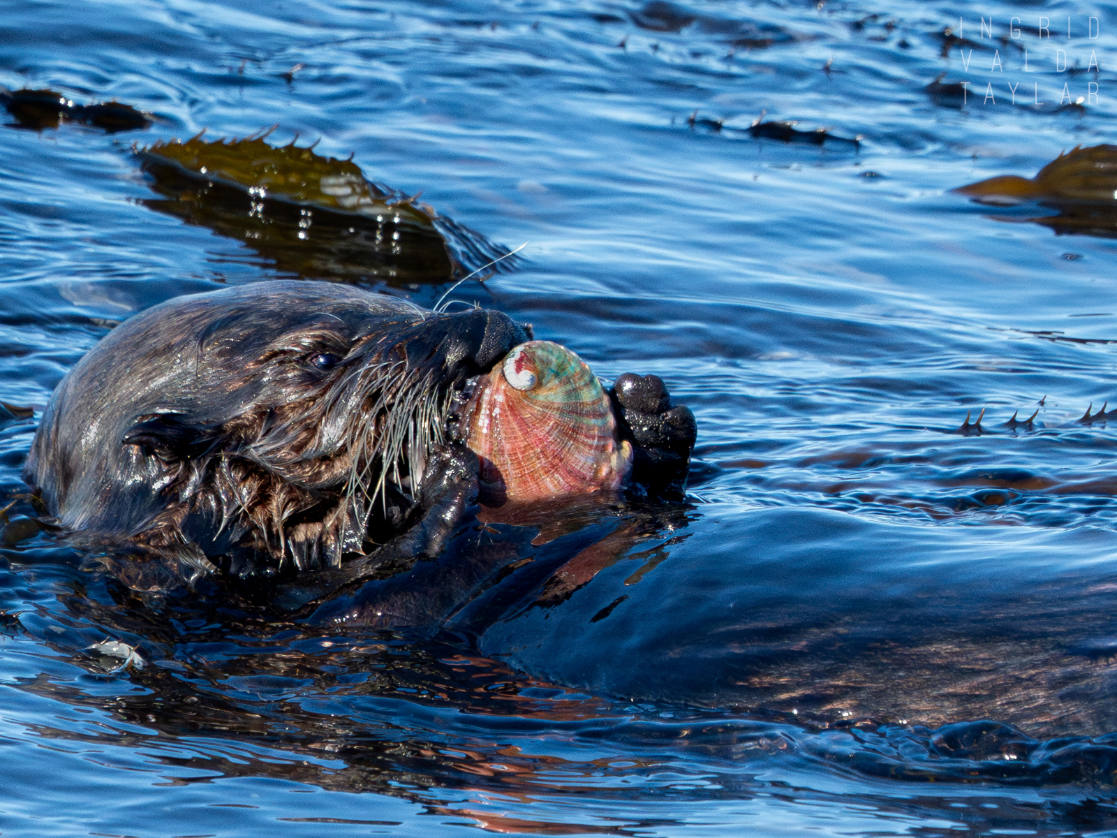 Southern sea otter with large cluster of mussels on Monterey Bay