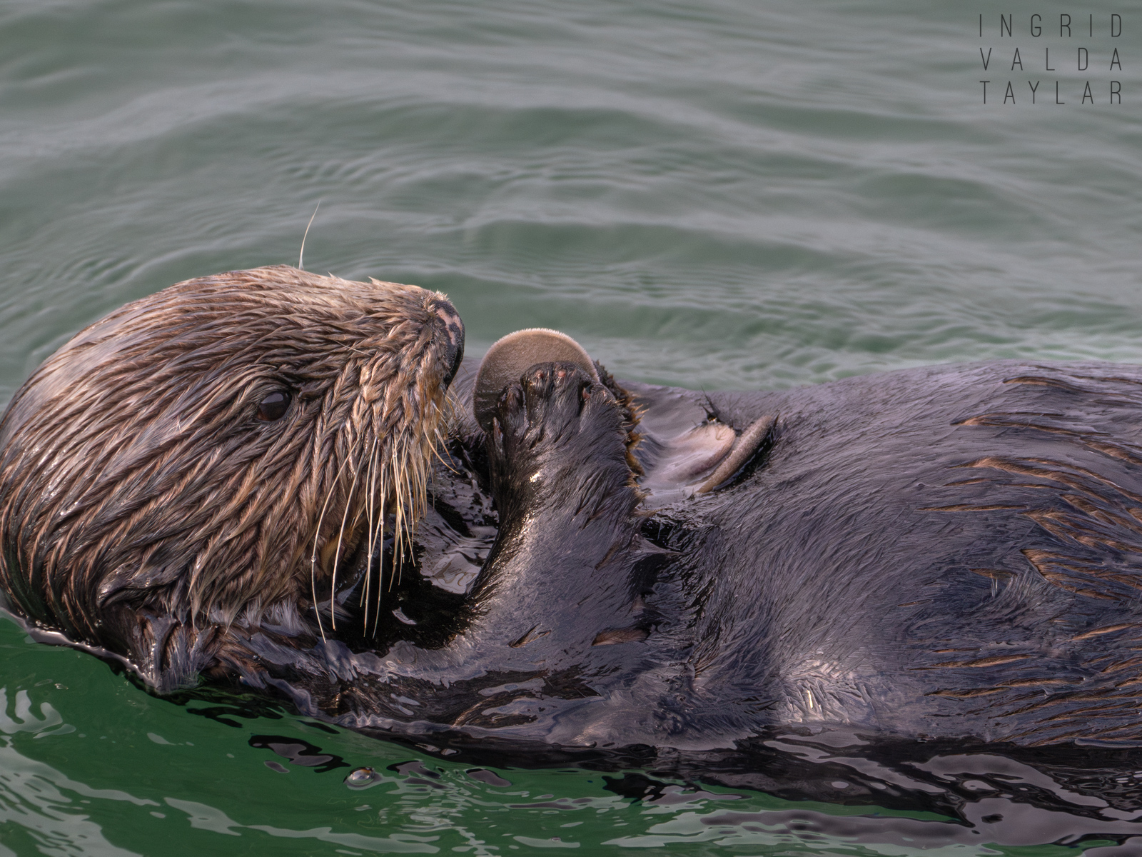 Southern sea otter with large cluster of mussels on Monterey Bay