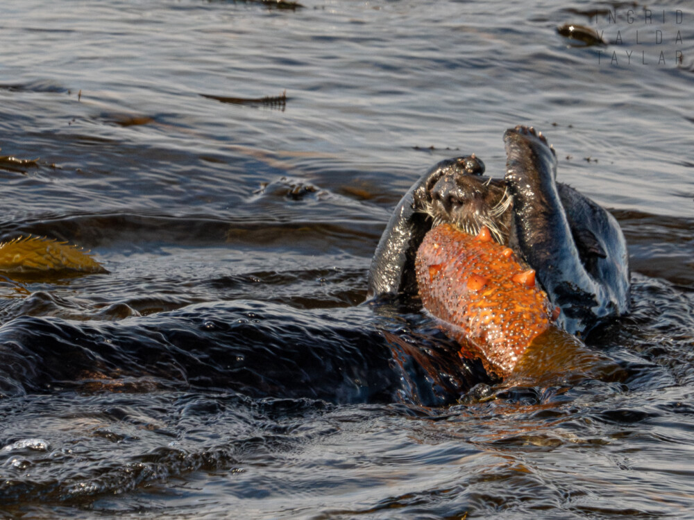 Southern sea otter with large cluster of mussels on Monterey Bay