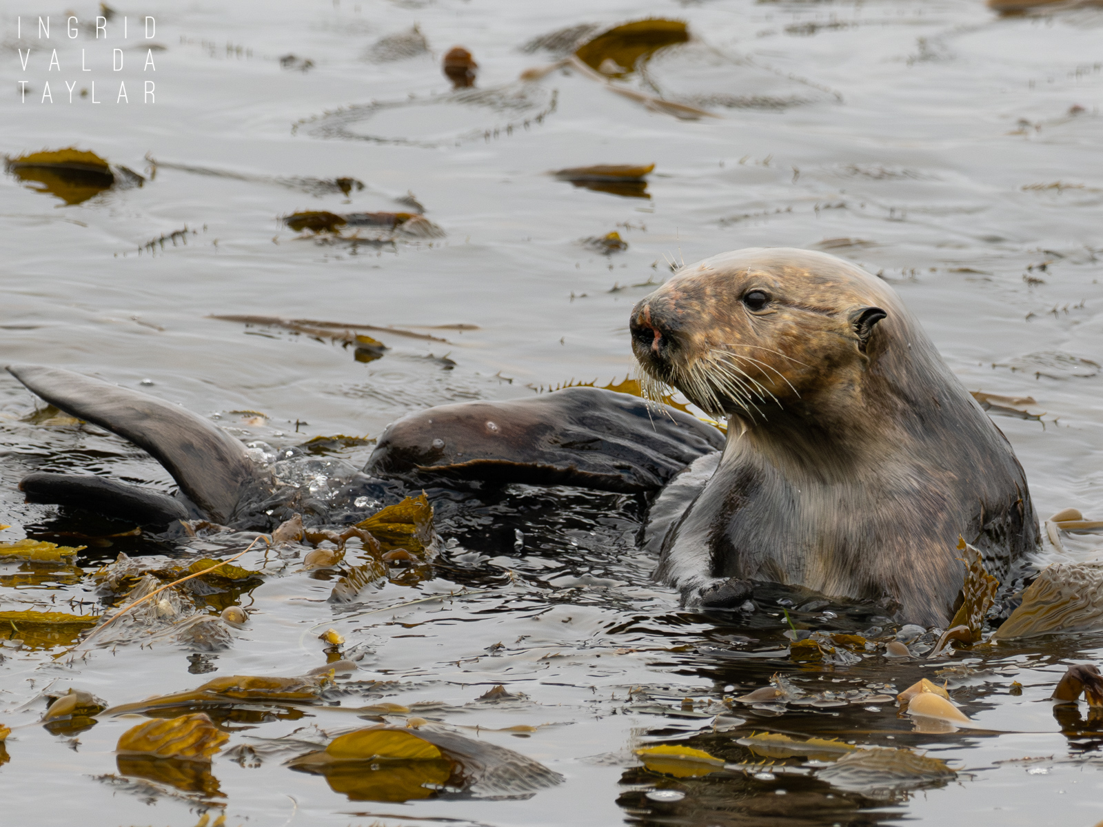 Southern Sea Otter Female in Monterey Kelp Bed