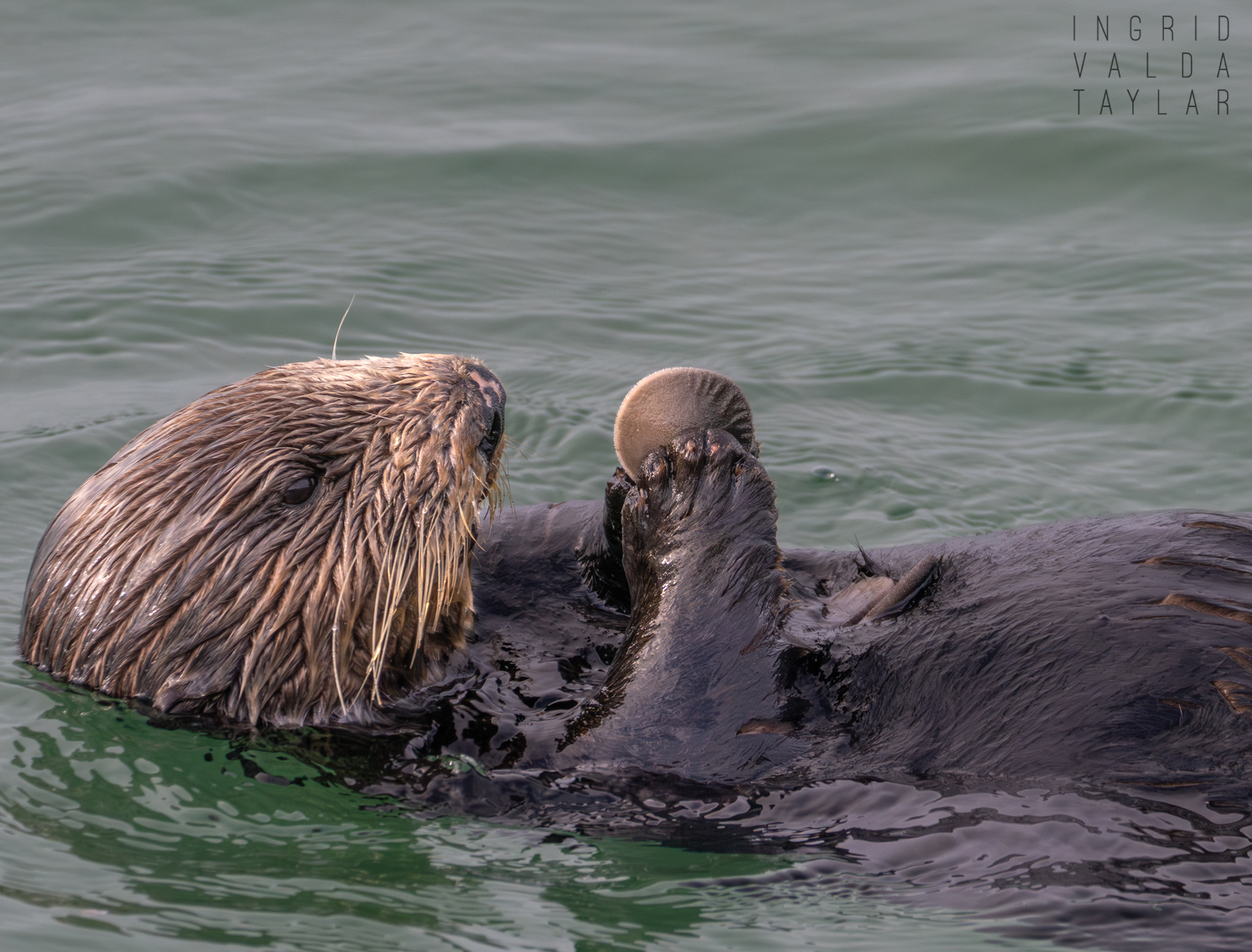 Southern sea otter with large cluster of mussels on Monterey Bay