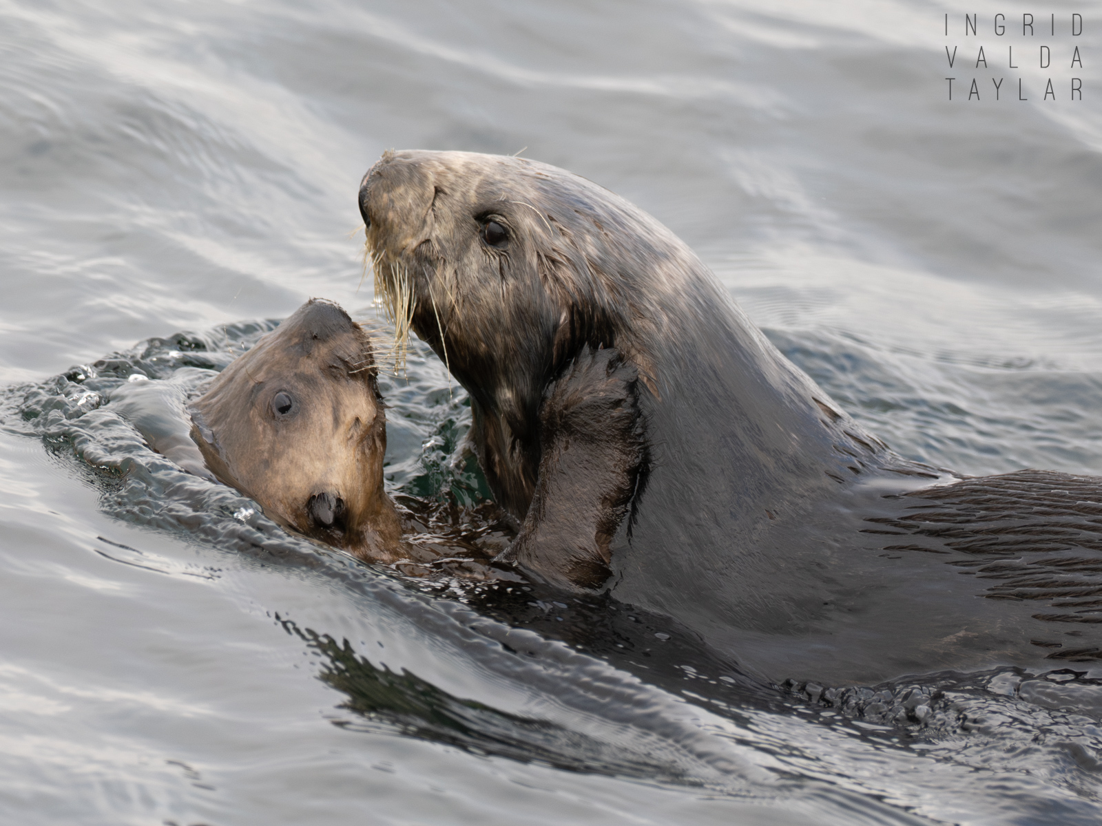 Southern Sea Otter Mother Swimming with Pup