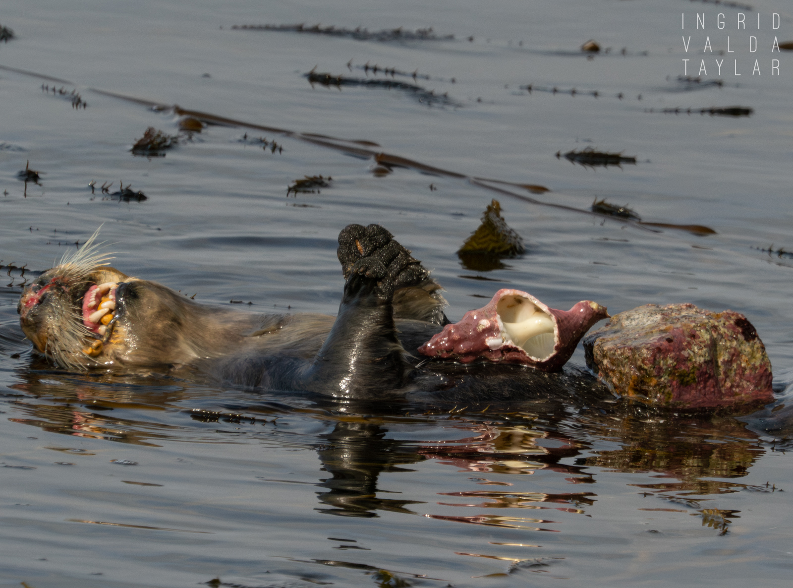 Southern sea otter with large cluster of mussels on Monterey Bay