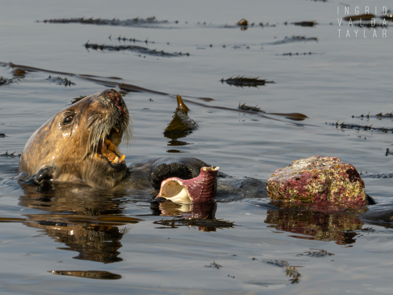 Southern sea otter with Kellet's Whelk Kelletia