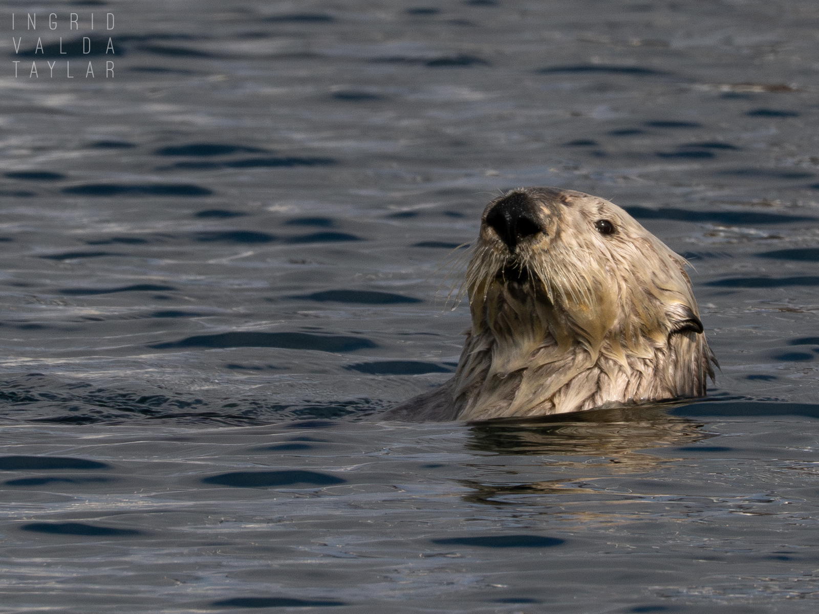 White-Headed Sea Otter in Monterey