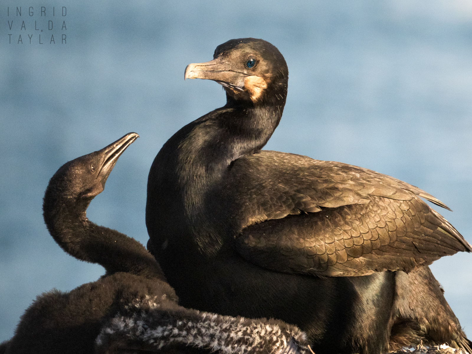 Brandt's Cormorant with Chick in Nest