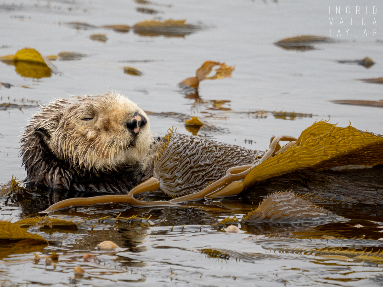 Monterey Sea Otter Sleeping in Kelp Bed