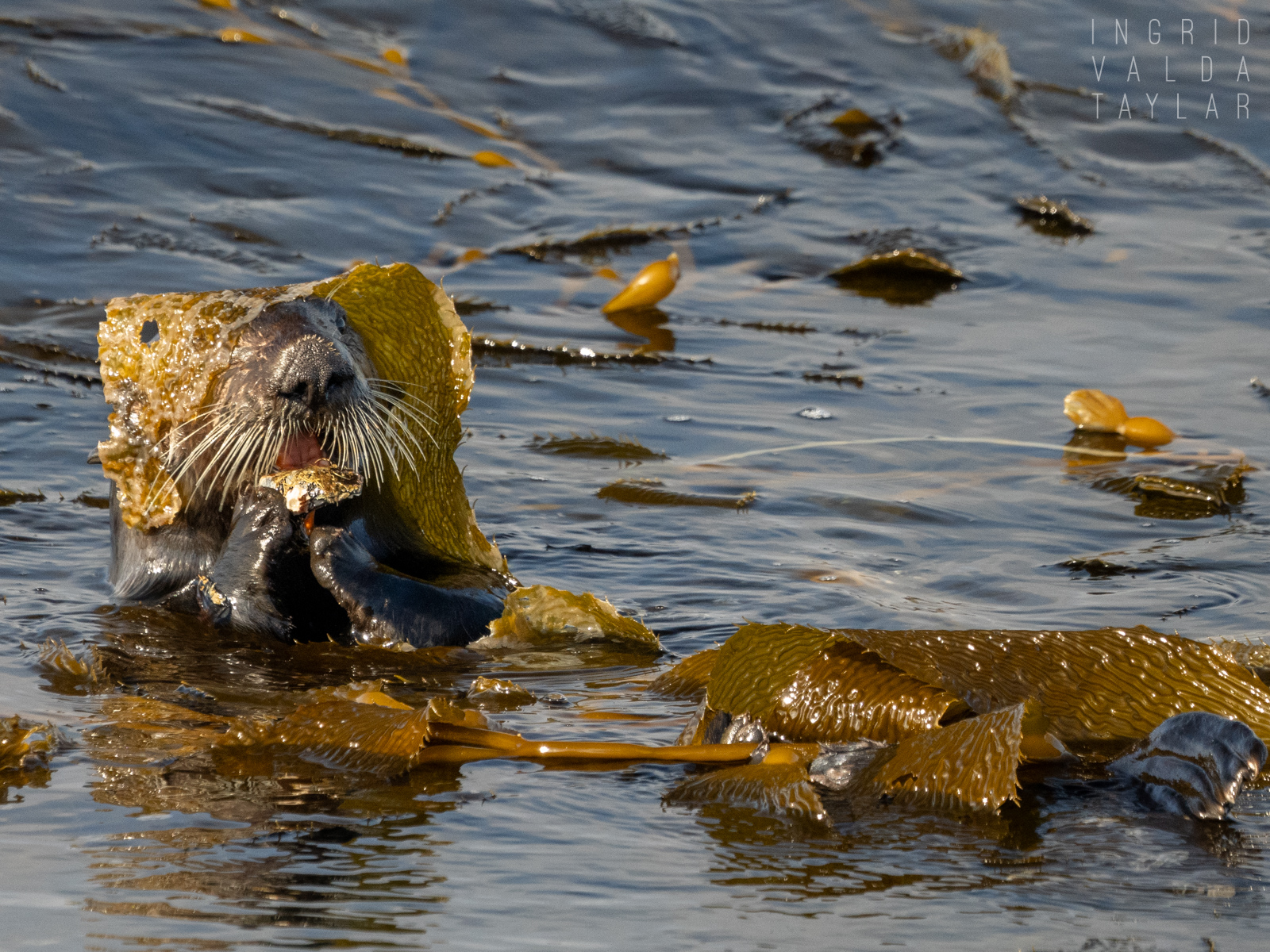Sea Otter Draped in Kelp