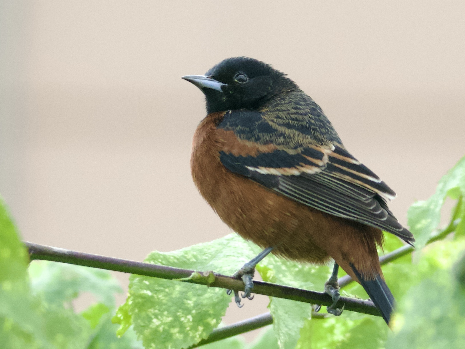 Orchard Oriole in San Francisco
