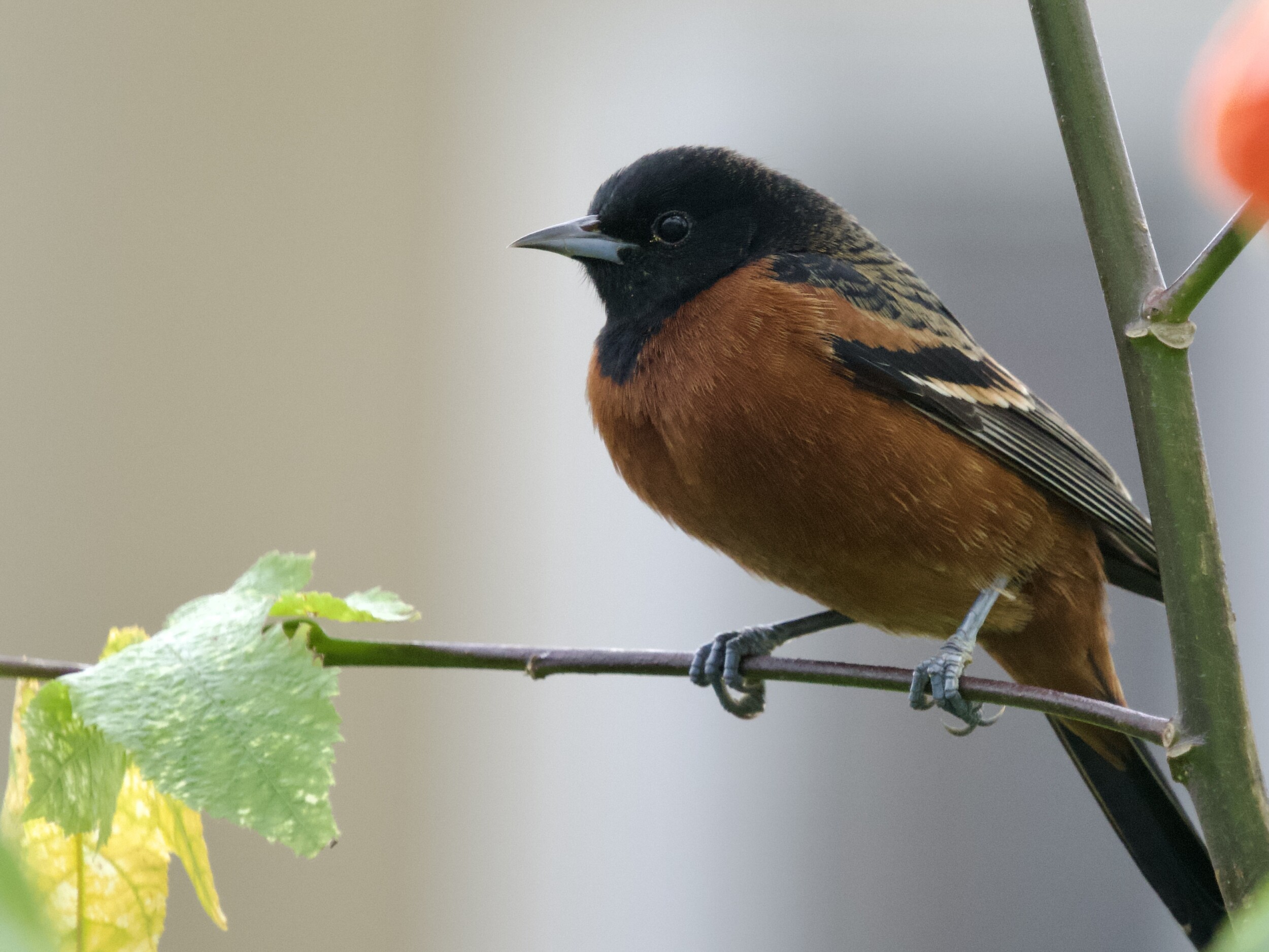 Orchard Oriole in San Francisco