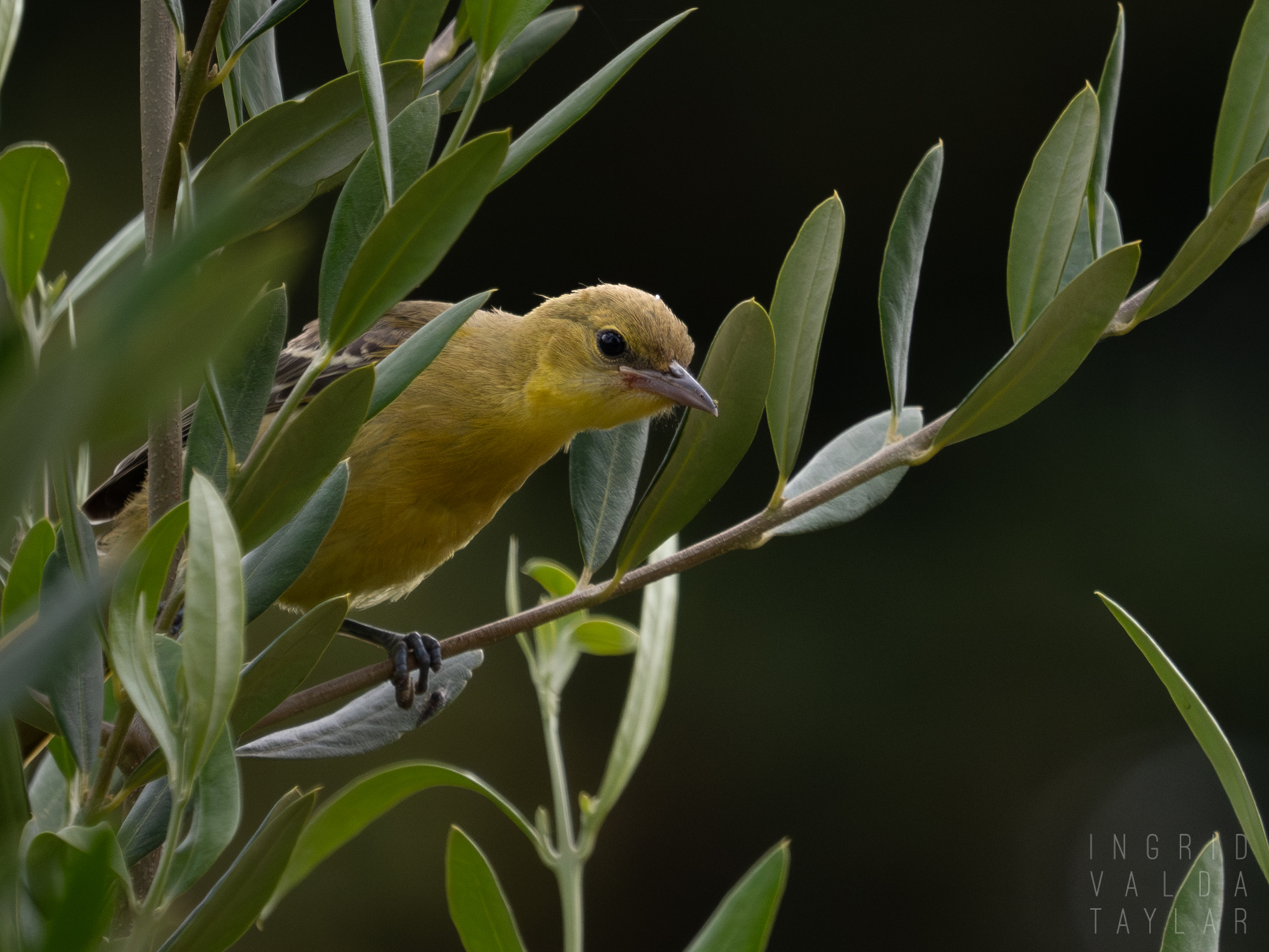 Juvenile Hooded Oriole in Tree