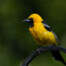 Male Hooded Oriole in Watsonville