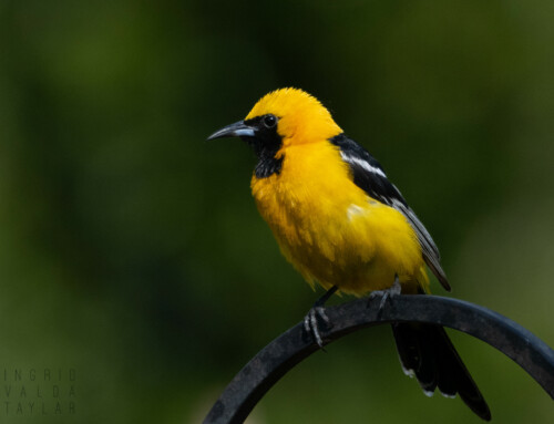 Orioles