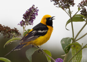 Male Hooded Oriole in Butterfly Bush