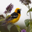 Male Hooded Oriole in Butterfly Bush