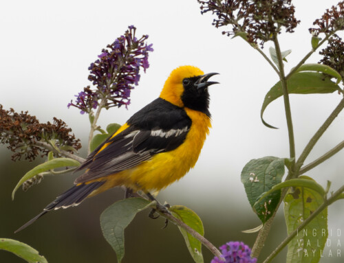 Orioles