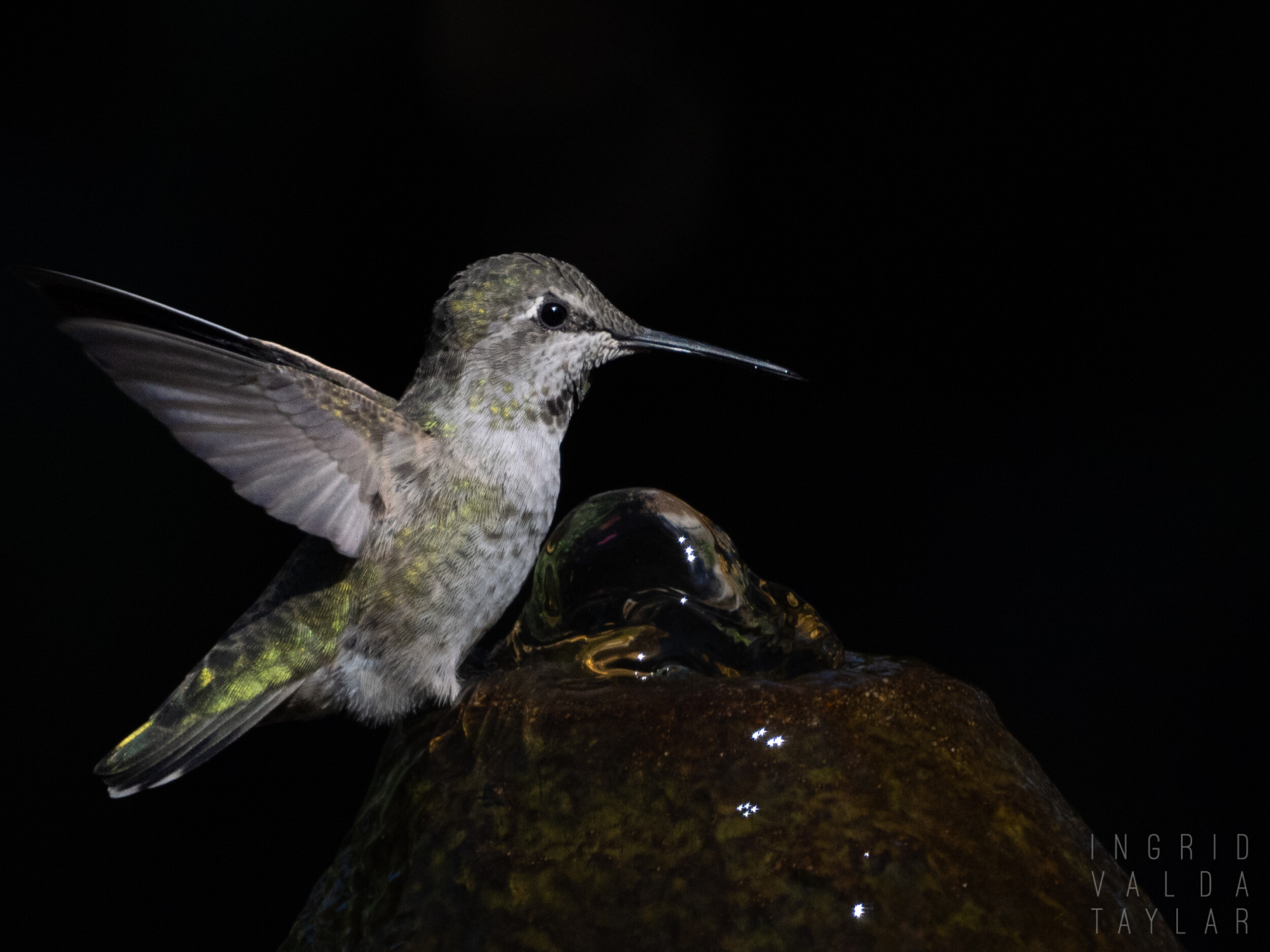 Anna's Hummingbird at Bird Bath