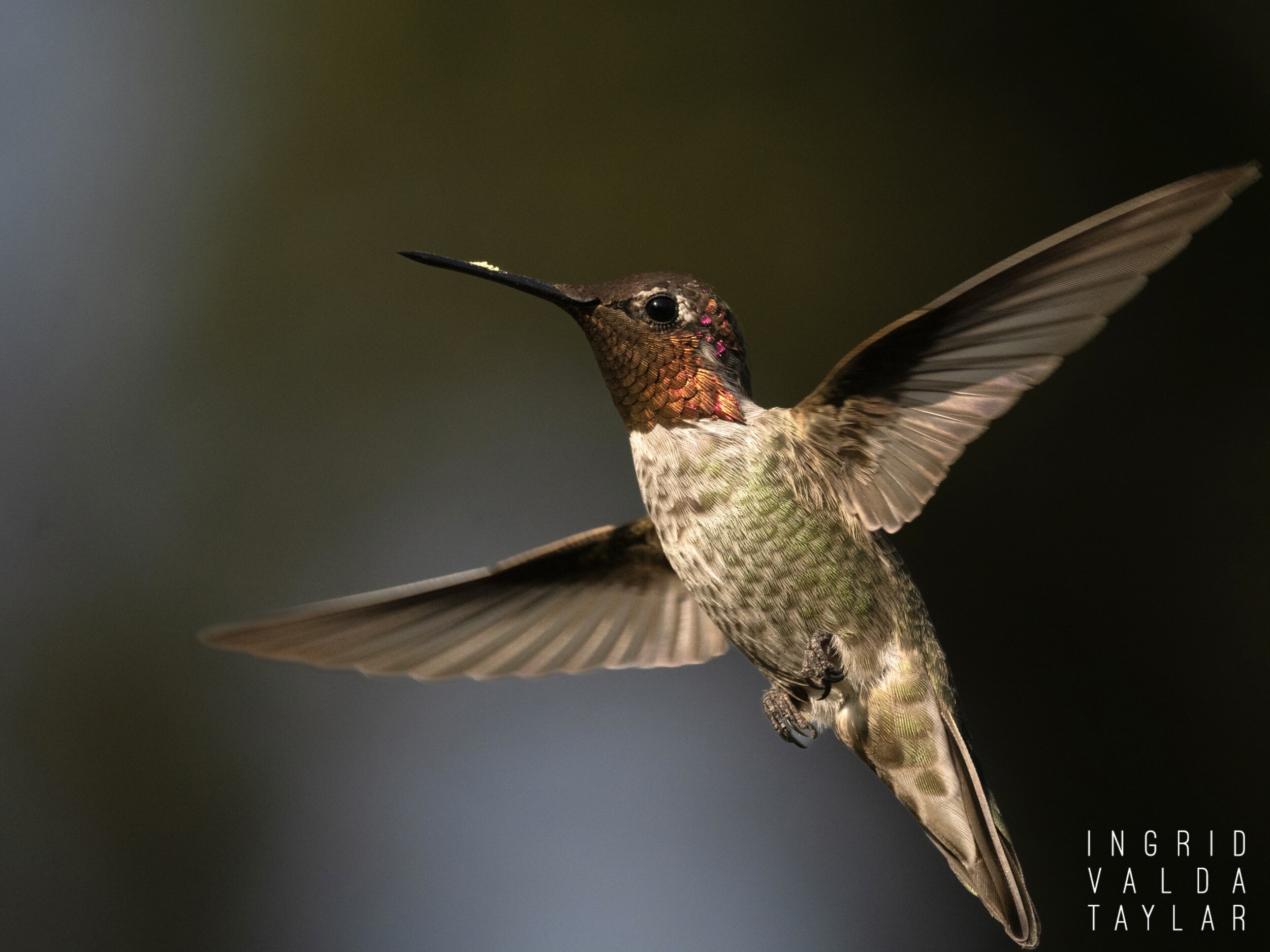 Anna's Hummingbird Male in Flight